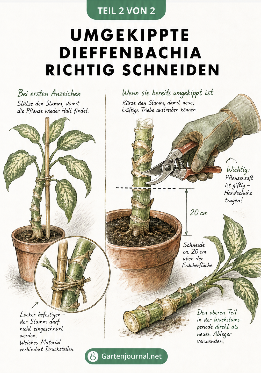 Skizze zum richtigen Rückschnitt einer umgekippten Dieffenbachia mit Pflanzstab und Gartenschere.