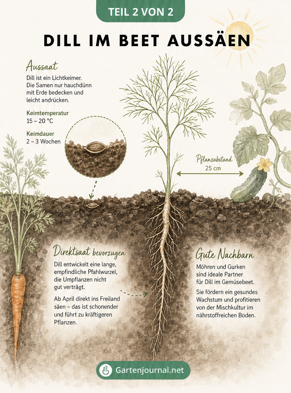 Querschnitt durch ein Gartenbeet mit Dillsamen an der Oberfläche und einer jungen Dillpflanze mit langer Pfahlwurzel