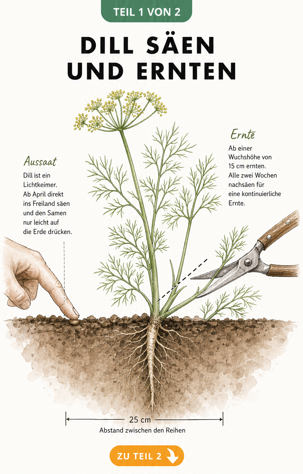 Illustration einer Dillpflanze mit Pfahlwurzel, Aussaat und Ernte ab 15 cm Wuchshöhe