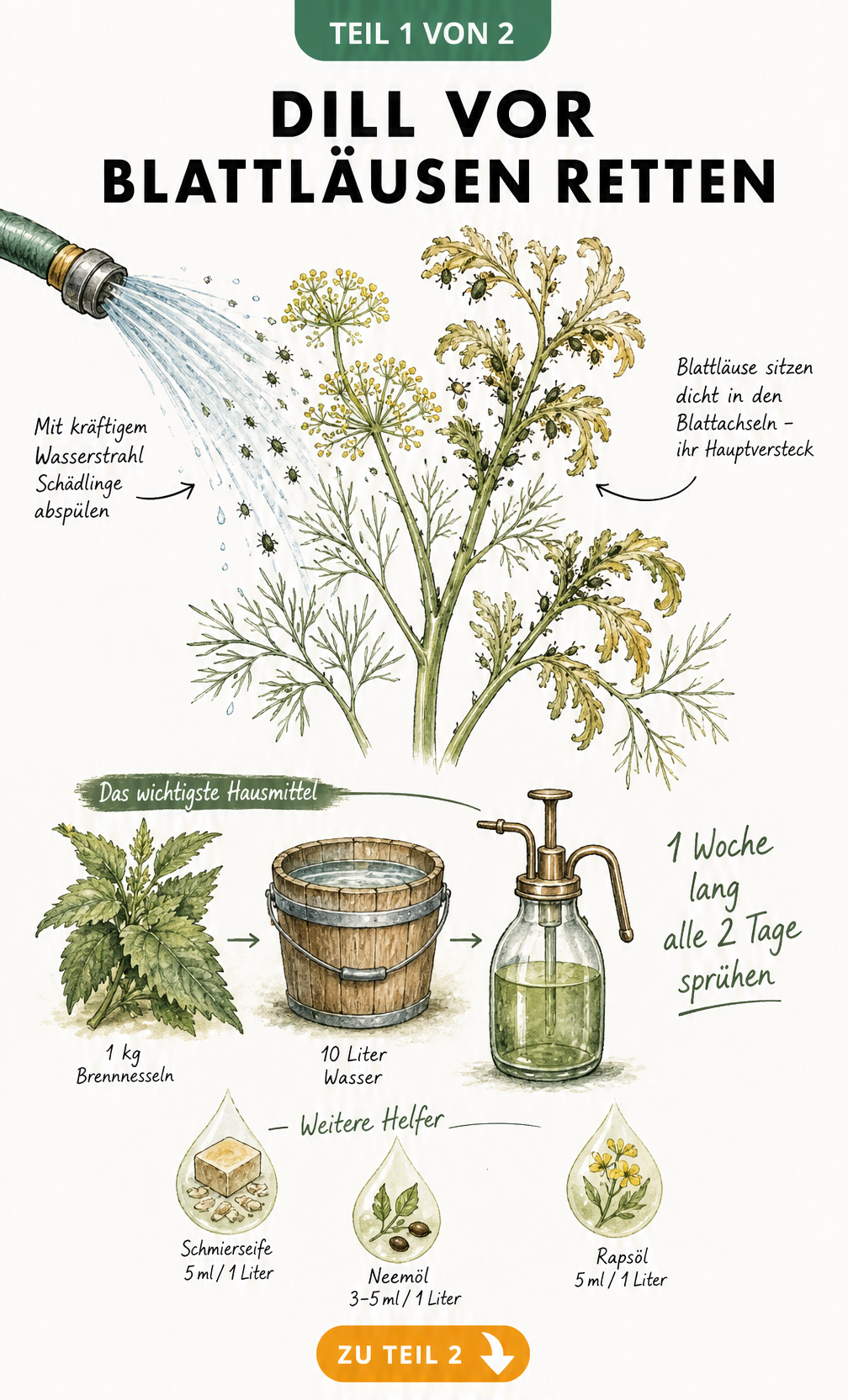 Botanische Illustration eines Dill-Stängels mit Blattläusen, gelb-braunen Blättern und Hausmitteln wie Brennnesselsud zur Bekämpfung.