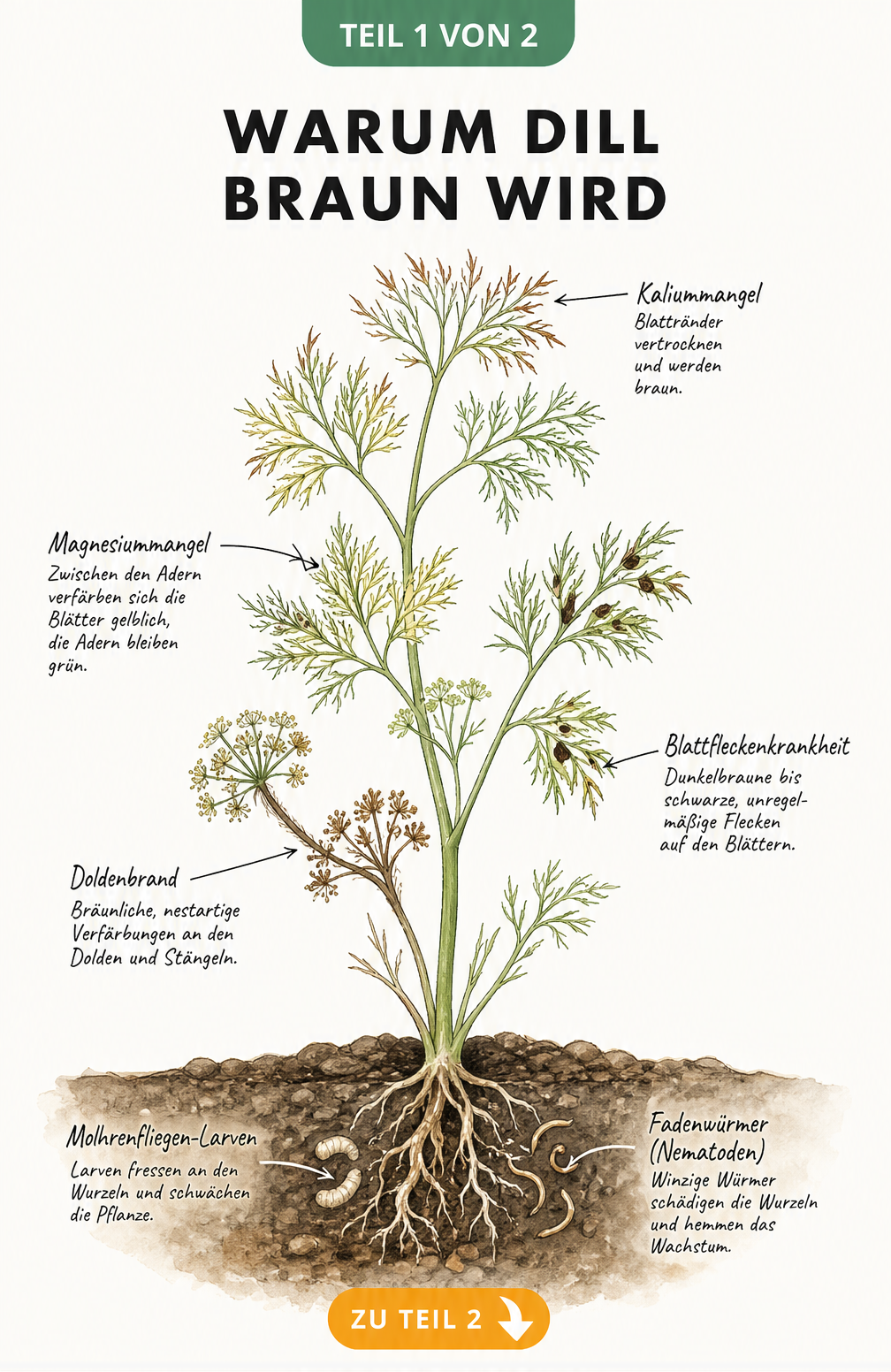 Botanische Illustration einer Dillpflanze mit Schadbildern wie braunen Rändern, gelben Blättern und angefressenen Wurzeln