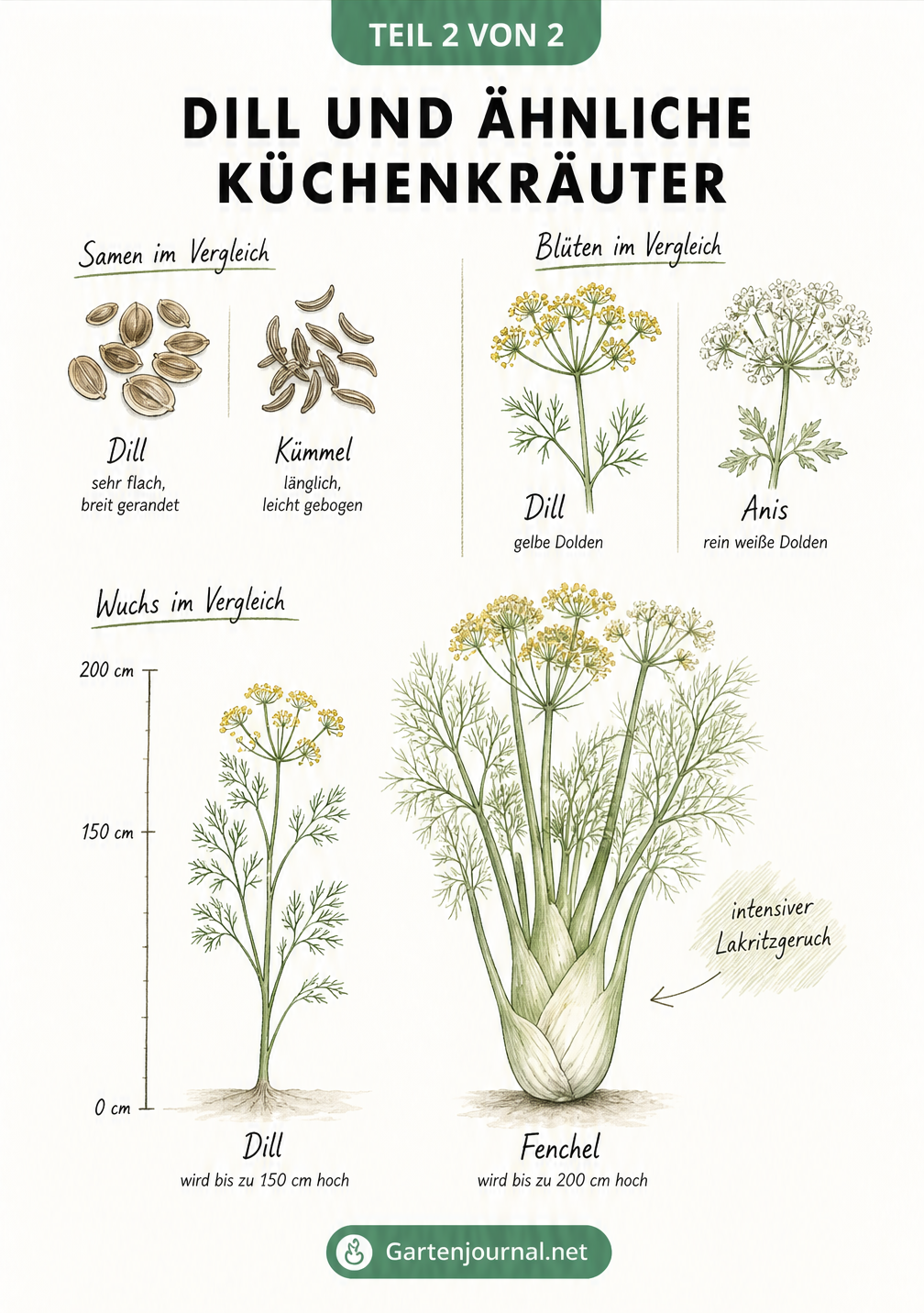 Vergleich von Dill mit Fenchel, Kümmel und Anis anhand von Samen, Blüten und Wuchshöhe