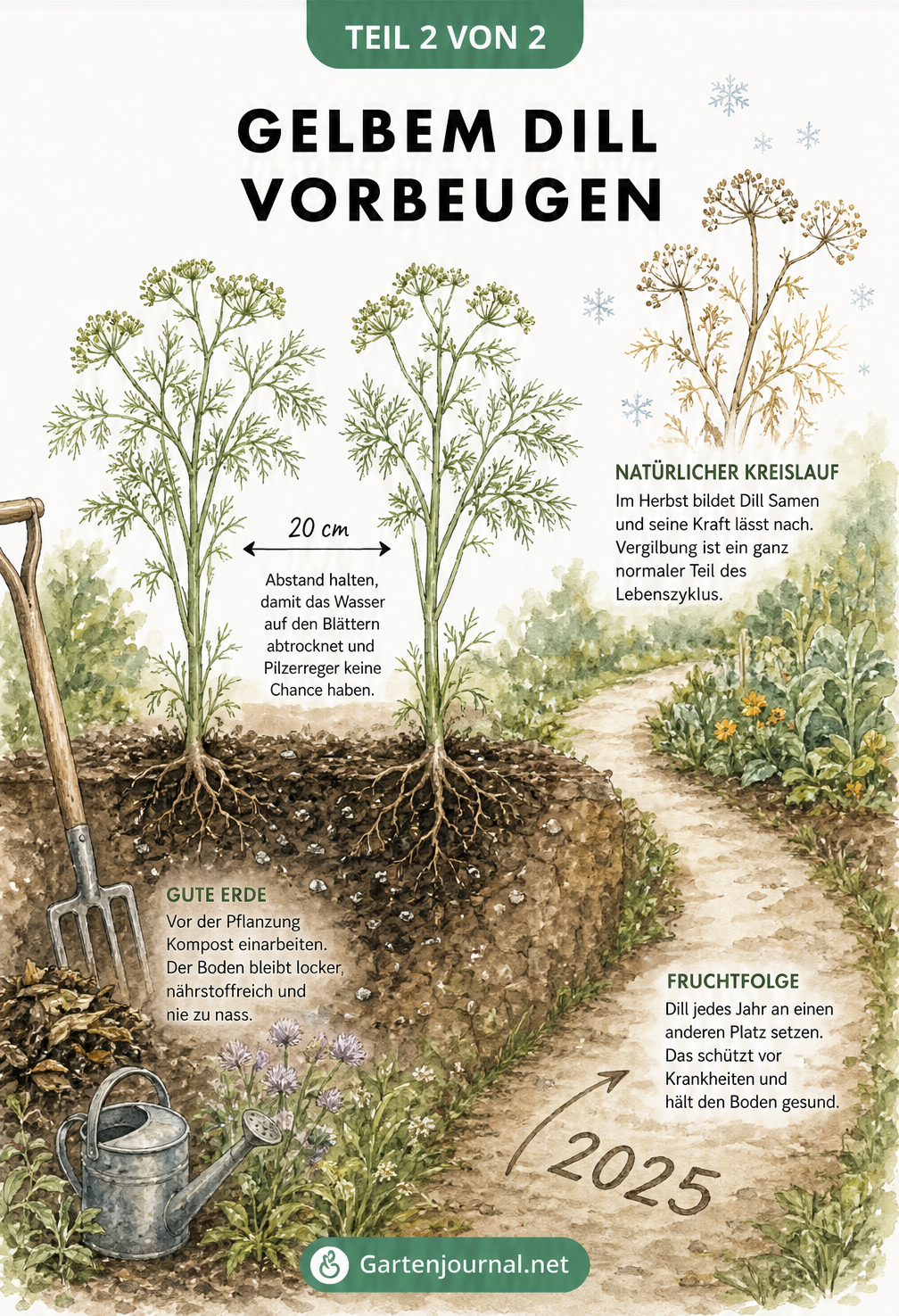 Illustration eines Gartenbeets mit gesunden Dillpflanzen, Pflanzabstand, Komposterde und Fruchtfolge-Hinweis