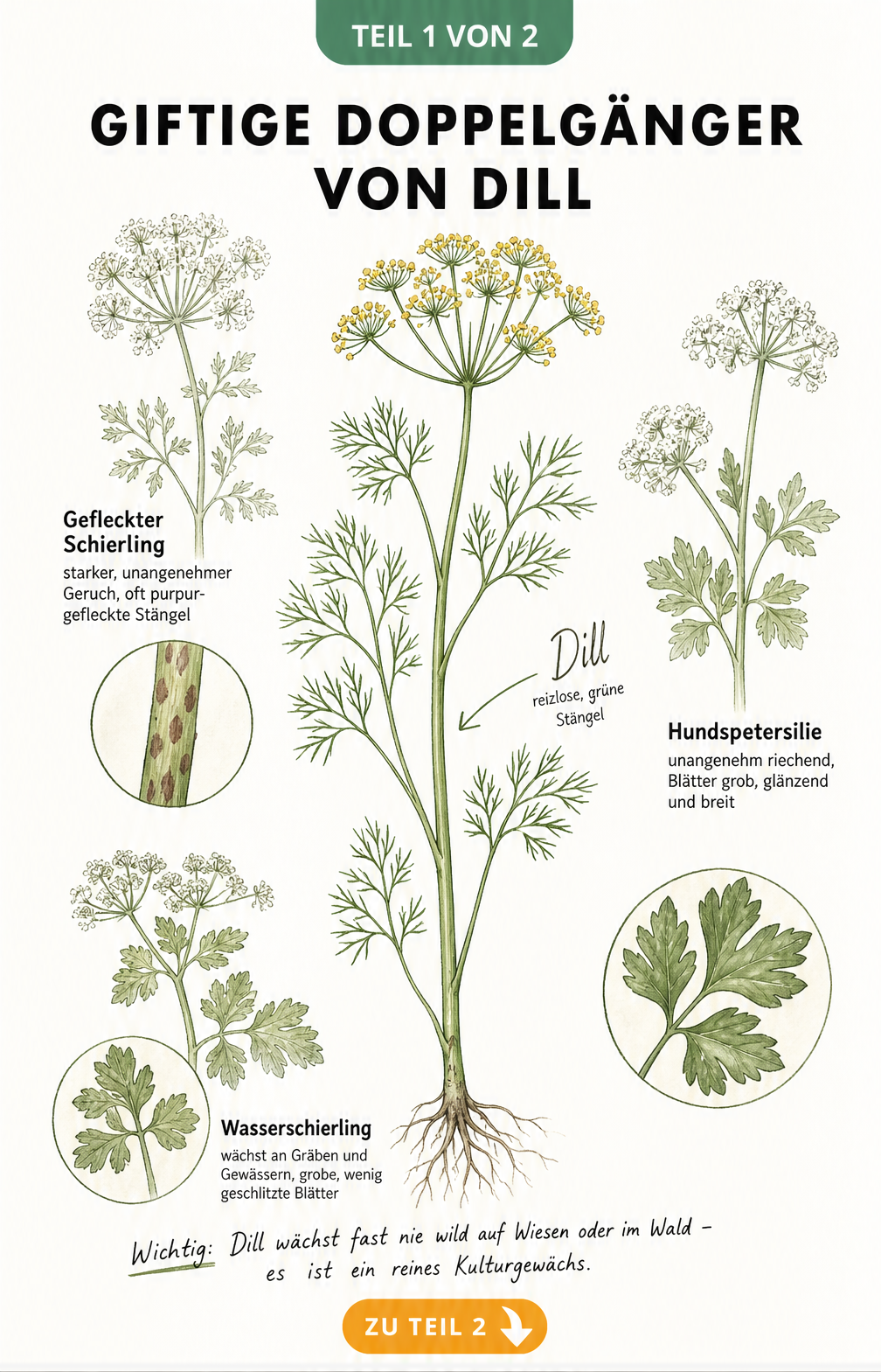 Botanische Illustration von Dill und seinen giftigen Doppelgängern Gefleckter Schierling, Wasserschierling und Hundspetersilie