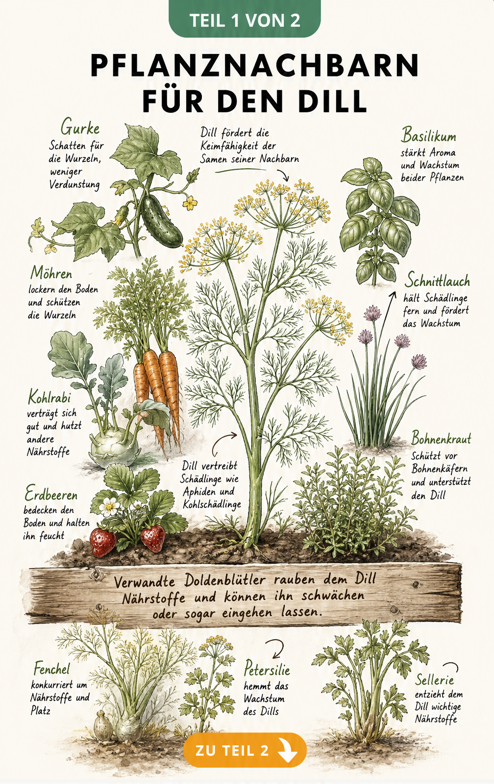 Botanische Illustration eines Gartenbeets mit Dill und seinen idealen Pflanznachbarn wie Gurke, Möhre, Basilikum und Schnittlauch