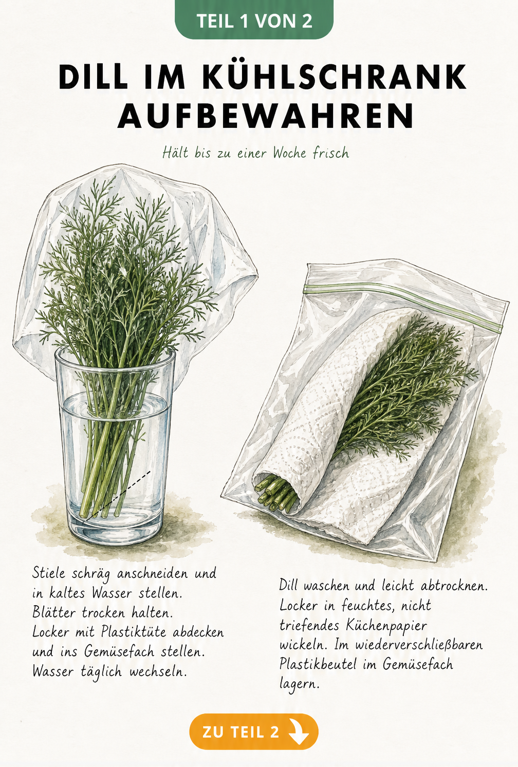 Illustration von Dill in einem Wasserglas und in feuchtem Küchenpapier zur Aufbewahrung im Kühlschrank