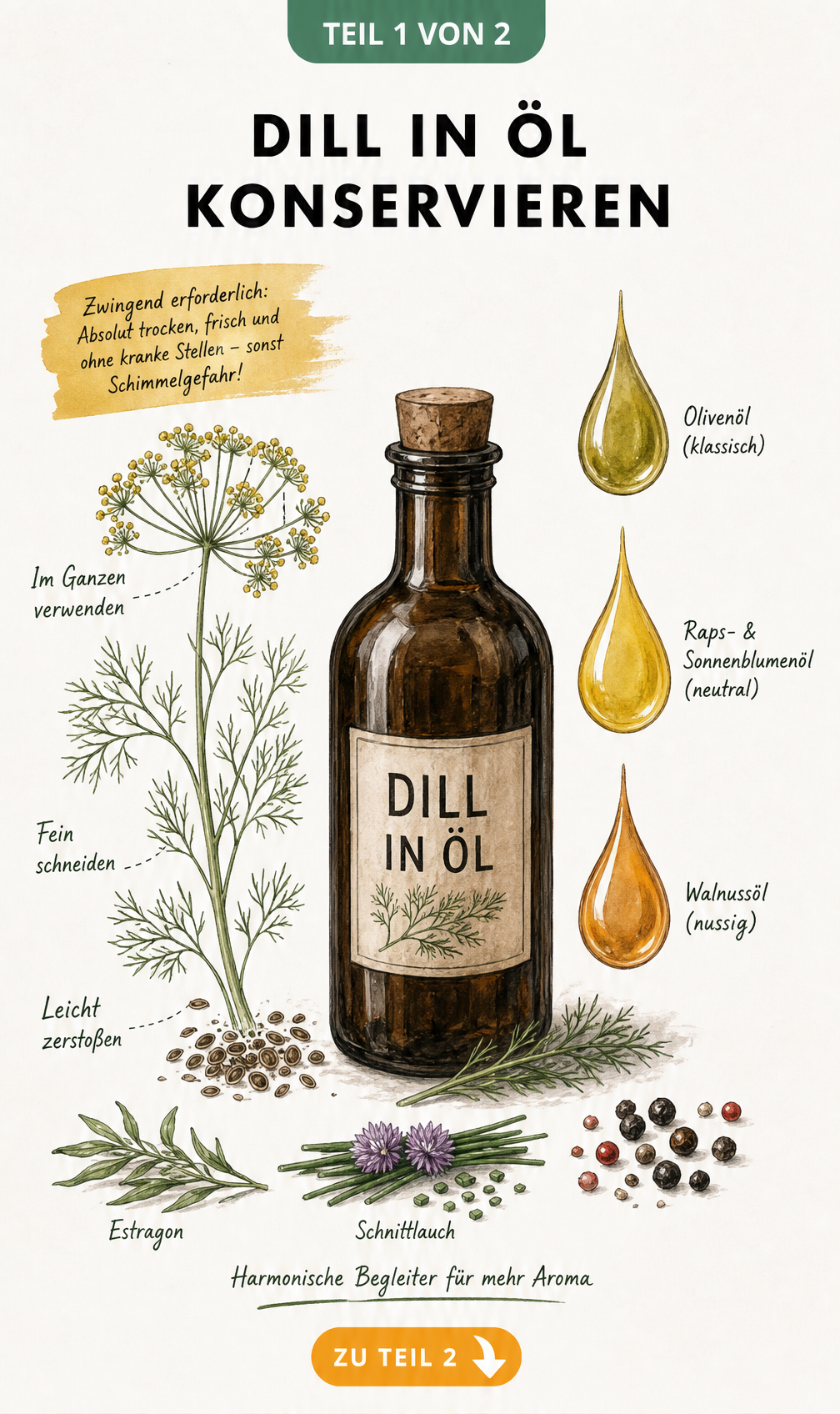 Illustration einer Braunglasflasche mit Dillpflanze, Blütendolden, Kraut und Samen sowie verschiedenen Ölsorten wie Olivenöl und Walnussöl