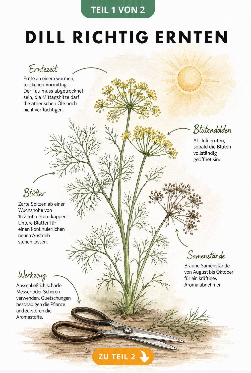 Botanische Illustration einer Dillpflanze mit Hinweisen zur richtigen Erntezeit und Technik
