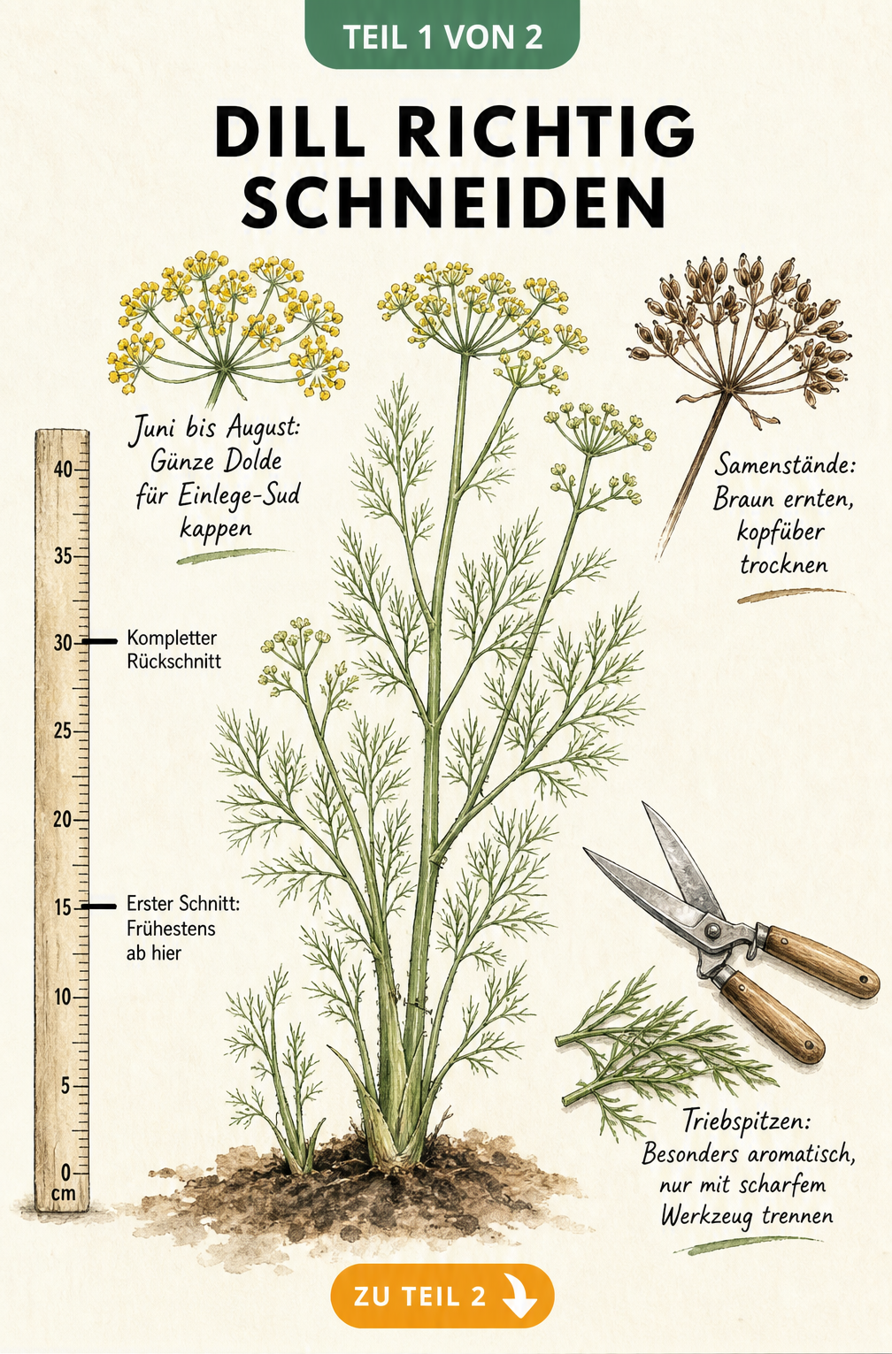 Botanische Illustration einer Dillpflanze mit Markierungen für den ersten Schnitt ab 15 cm und den kompletten Rückschnitt ab 30 cm sowie Detailzeichnungen von...