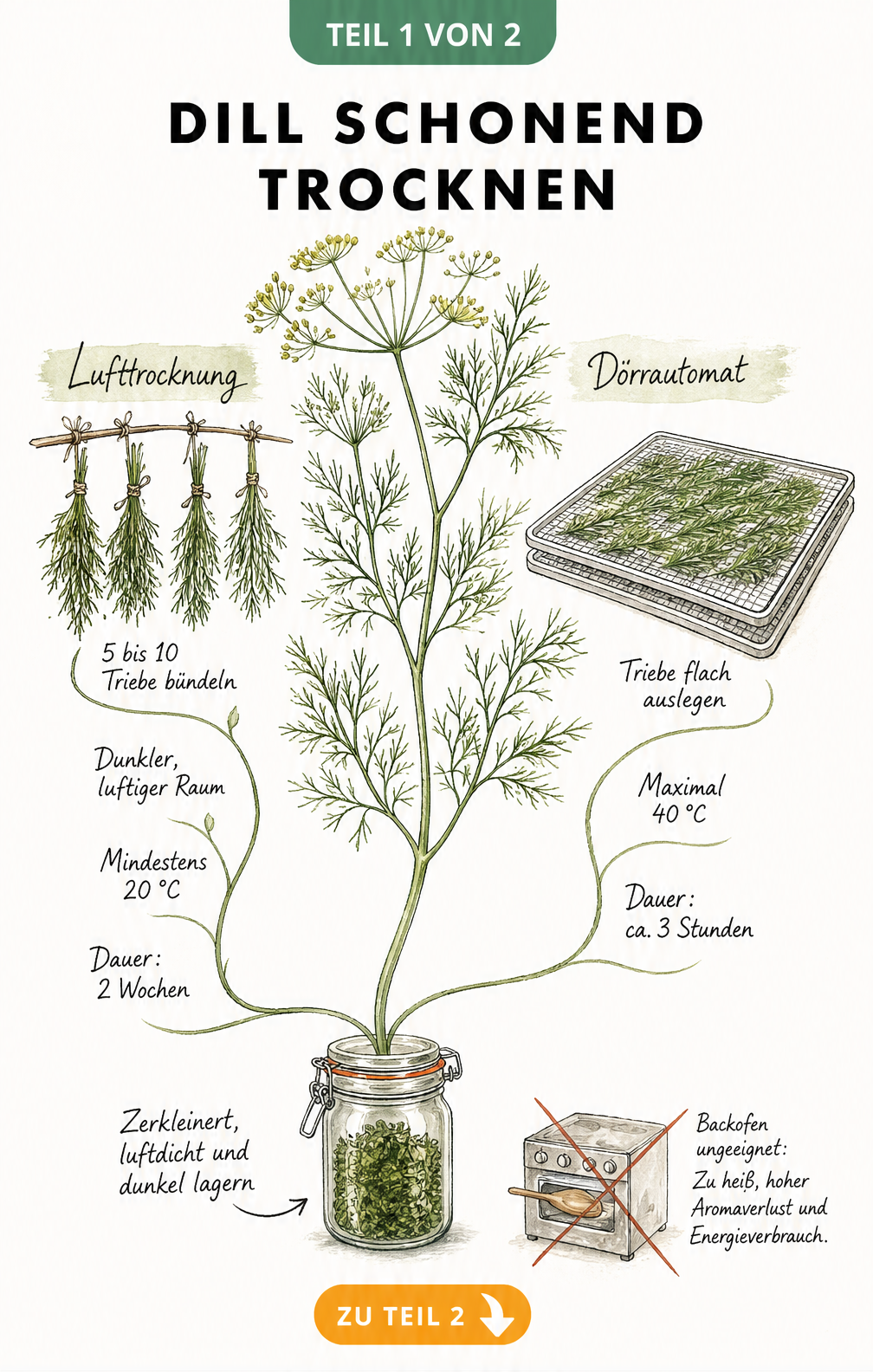 Botanische Illustration von Dillzweigen, die Lufttrocknung und Trocknung im Dörrautomaten zeigt, mit Hinweisen zur Lagerung im Apothekerglas.