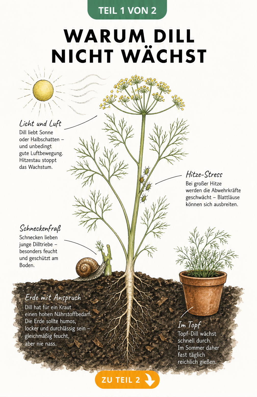 Botanische Illustration einer Dillpflanze mit Hinweisen zu Standort, Boden, Schädlingen und Wasserbedarf