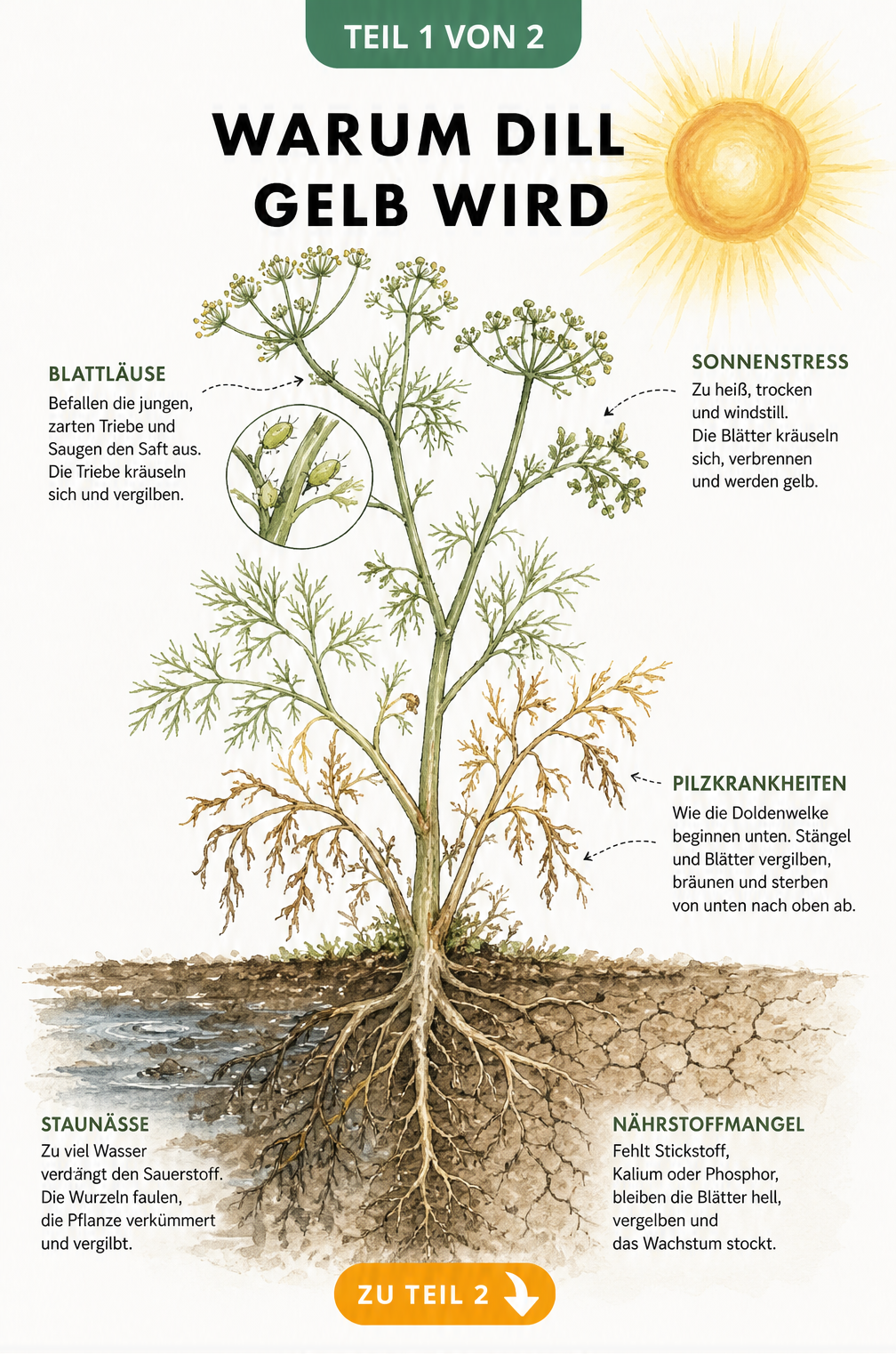 Botanische Illustration einer Dillpflanze mit Schadbildern wie Blattläusen, Doldenwelke, Staunässe und Nährstoffmangel