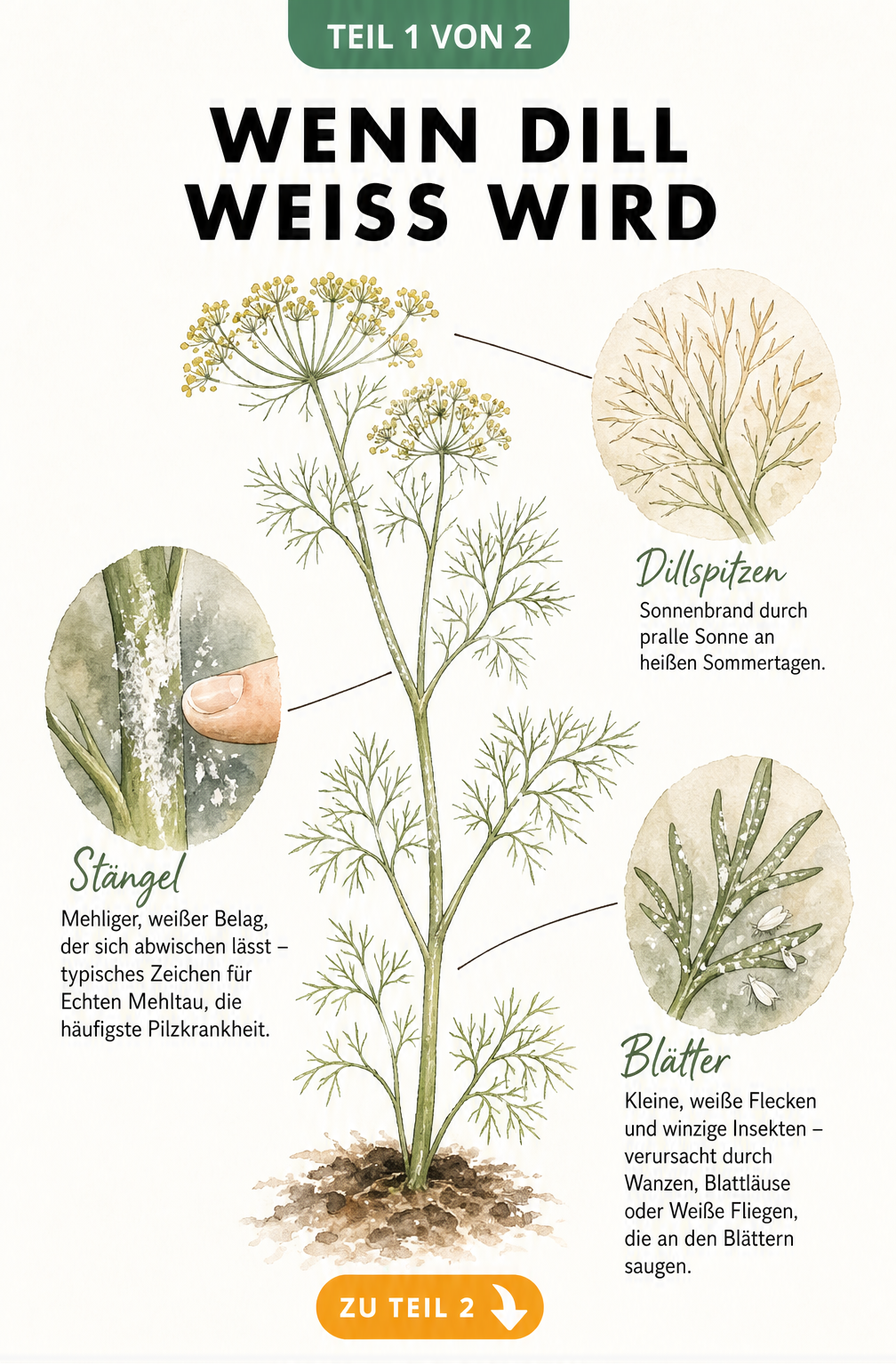 Botanische Illustration einer Dillpflanze mit Detailansichten zu Sonnenbrand, Echtem Mehltau und Schädlingsbefall