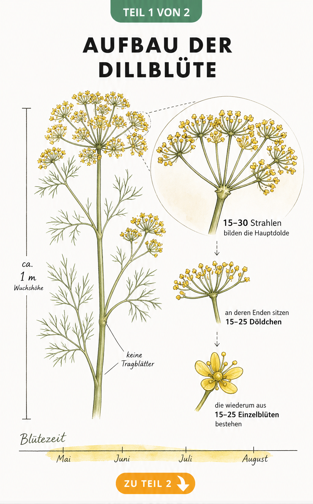Botanische Illustration einer gelben Dillblüte mit Maßlinie, Zeitstrahl und Detailansicht der Doppeldolde