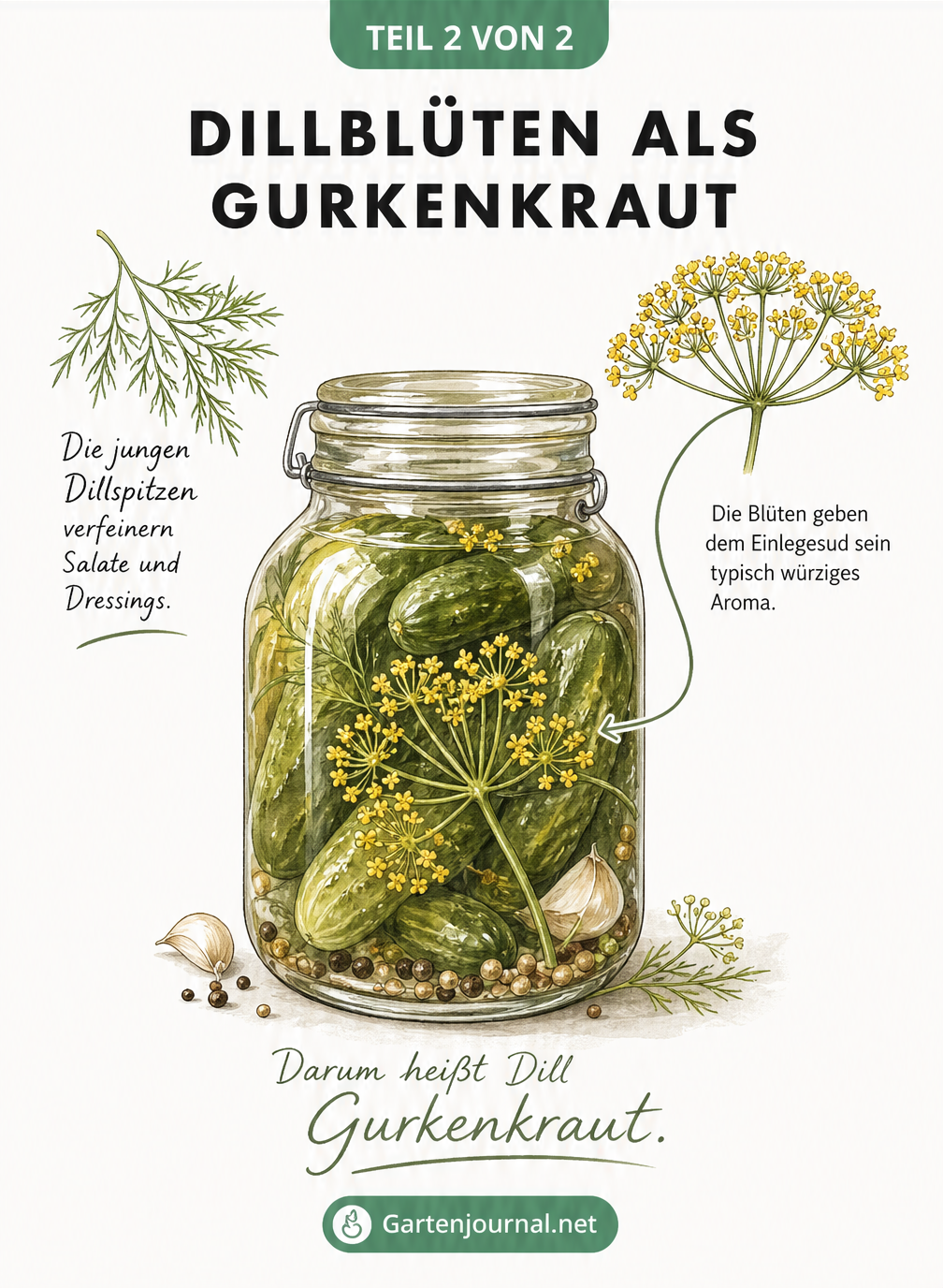 Illustration eines Einmachglases mit Essiggurken und einer gelben Dillblüte im Sud