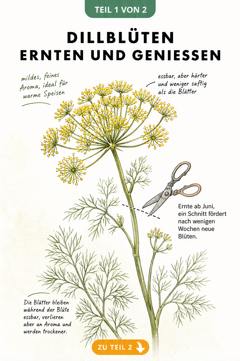 Botanische Illustration einer blühenden Dillpflanze mit Hinweisen zu Geschmack, Erntezeit und Essbarkeit der Blätter