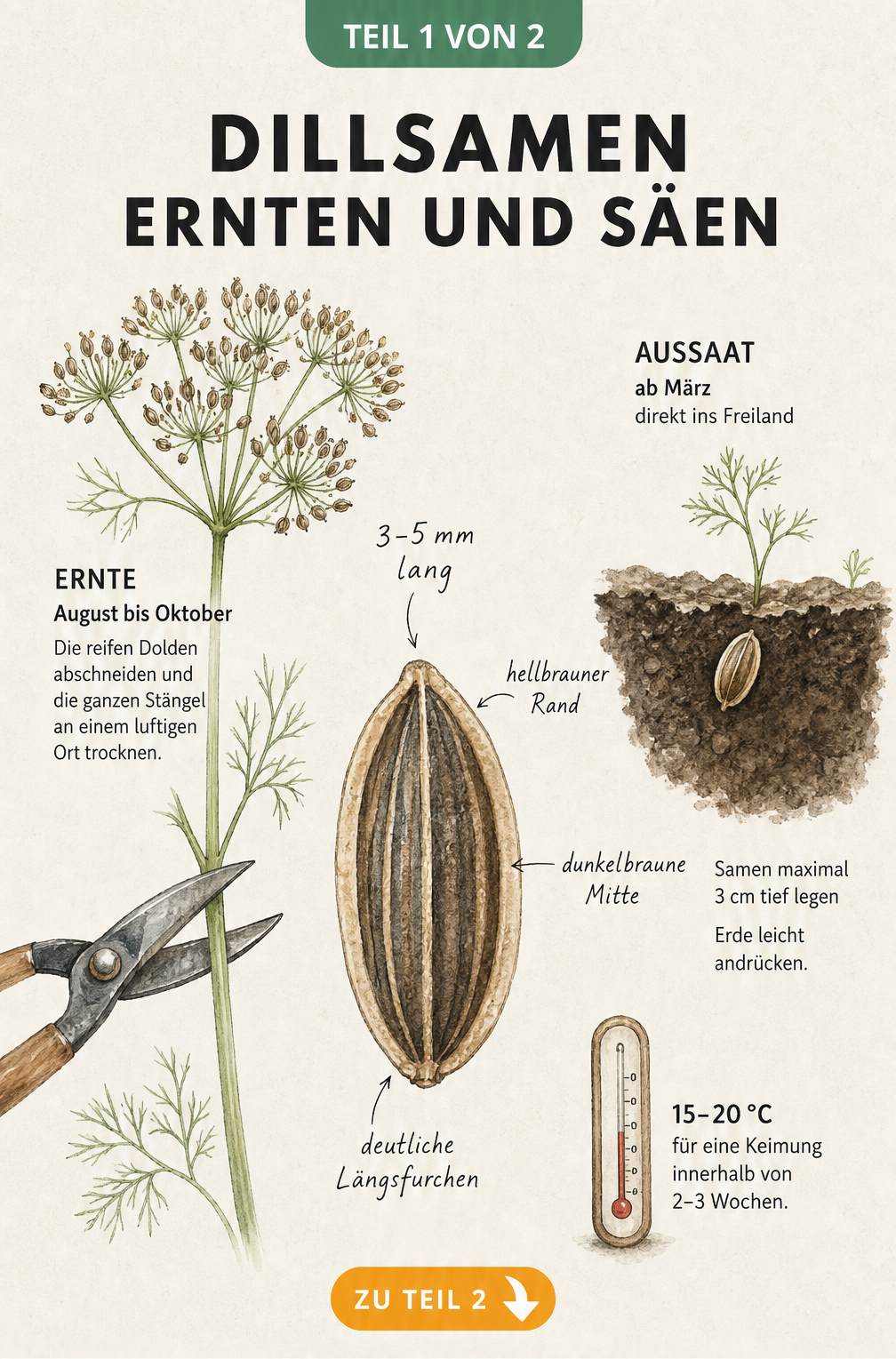 Botanische Illustration eines Dillsamens mit Ernte- und Aussaathinweisen