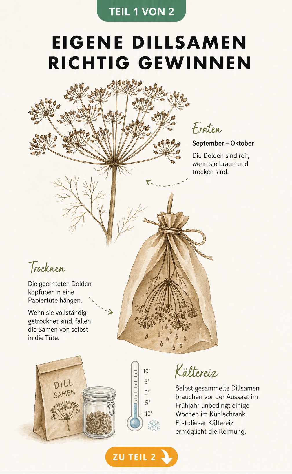 Botanische Illustration einer braunen Dillsamen-Dolde beim Trocknen in einer Papiertüte und Kältereiz im Kühlschrank