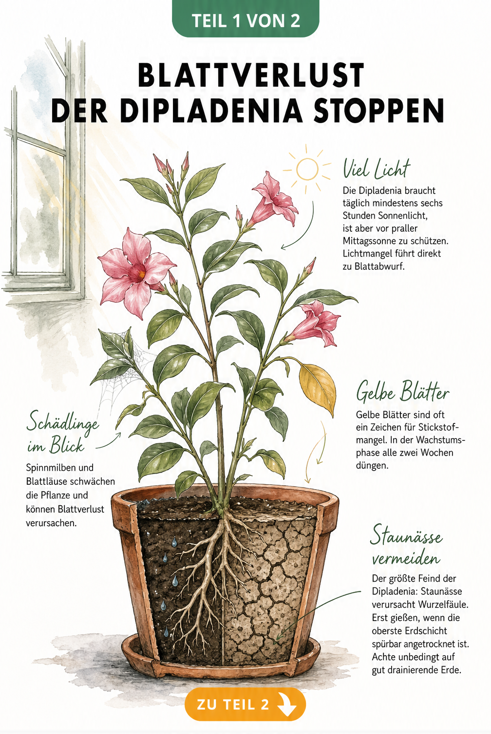 Botanische Illustration einer Dipladenia im Querschnitt mit Wurzelwerk, Lichtbedarf und Ursachen für Blattverlust wie Staunässe und Nährstoffmangel