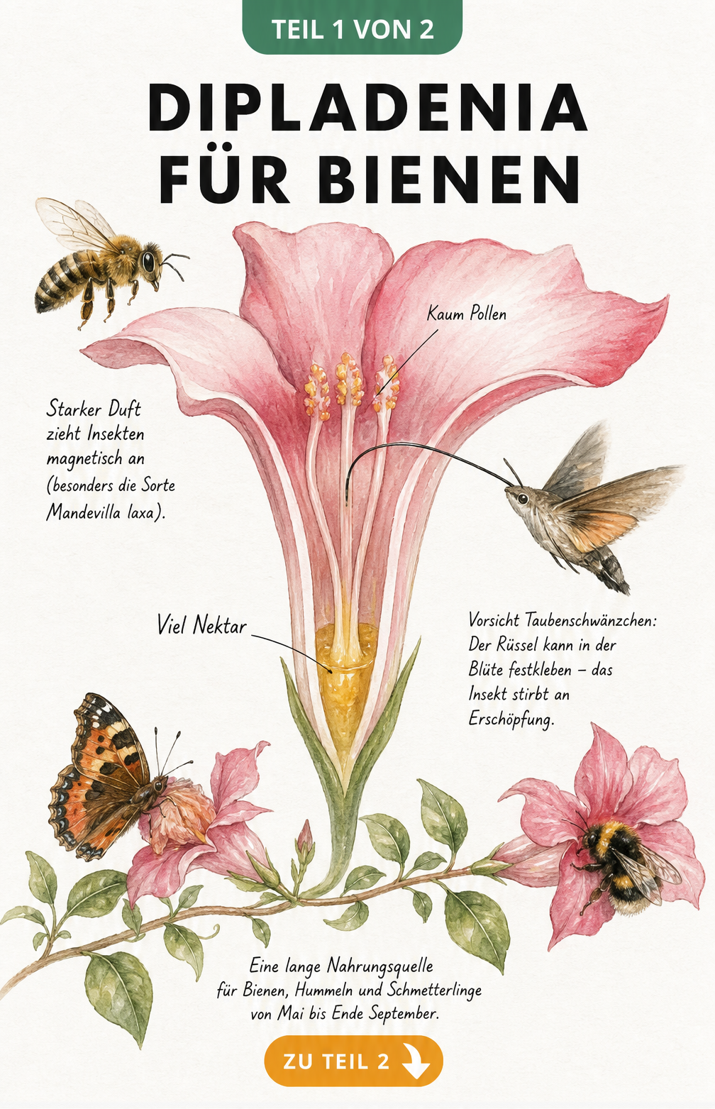 Botanische Zeichnung einer Dipladenia-Blüte im Längsschnitt mit Nektar, Biene und Taubenschwänzchen