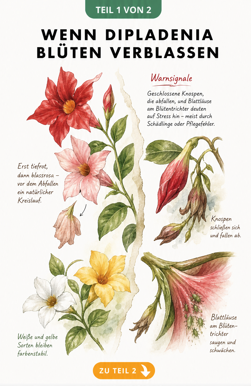 Aquarell-Zeichnung einer Dipladenia, die den natürlichen Farbverlust der Blüten von Rot zu Blassrosa sowie Stresssymptome durch Blattläuse zeigt