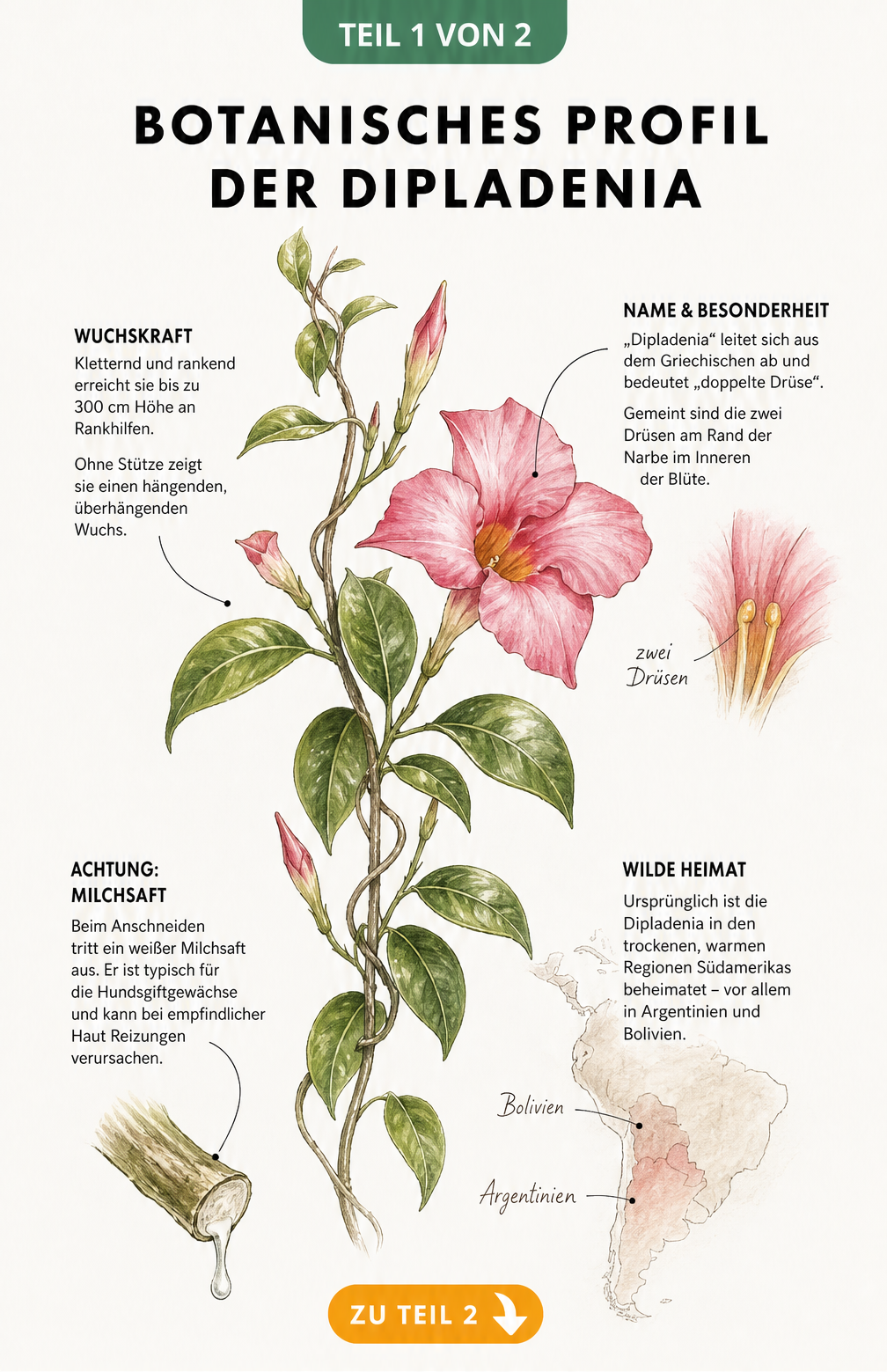Botanische Illustration der Dipladenia mit Blüte, Blättern und Erklärungen zu Herkunft und Giftigkeit
