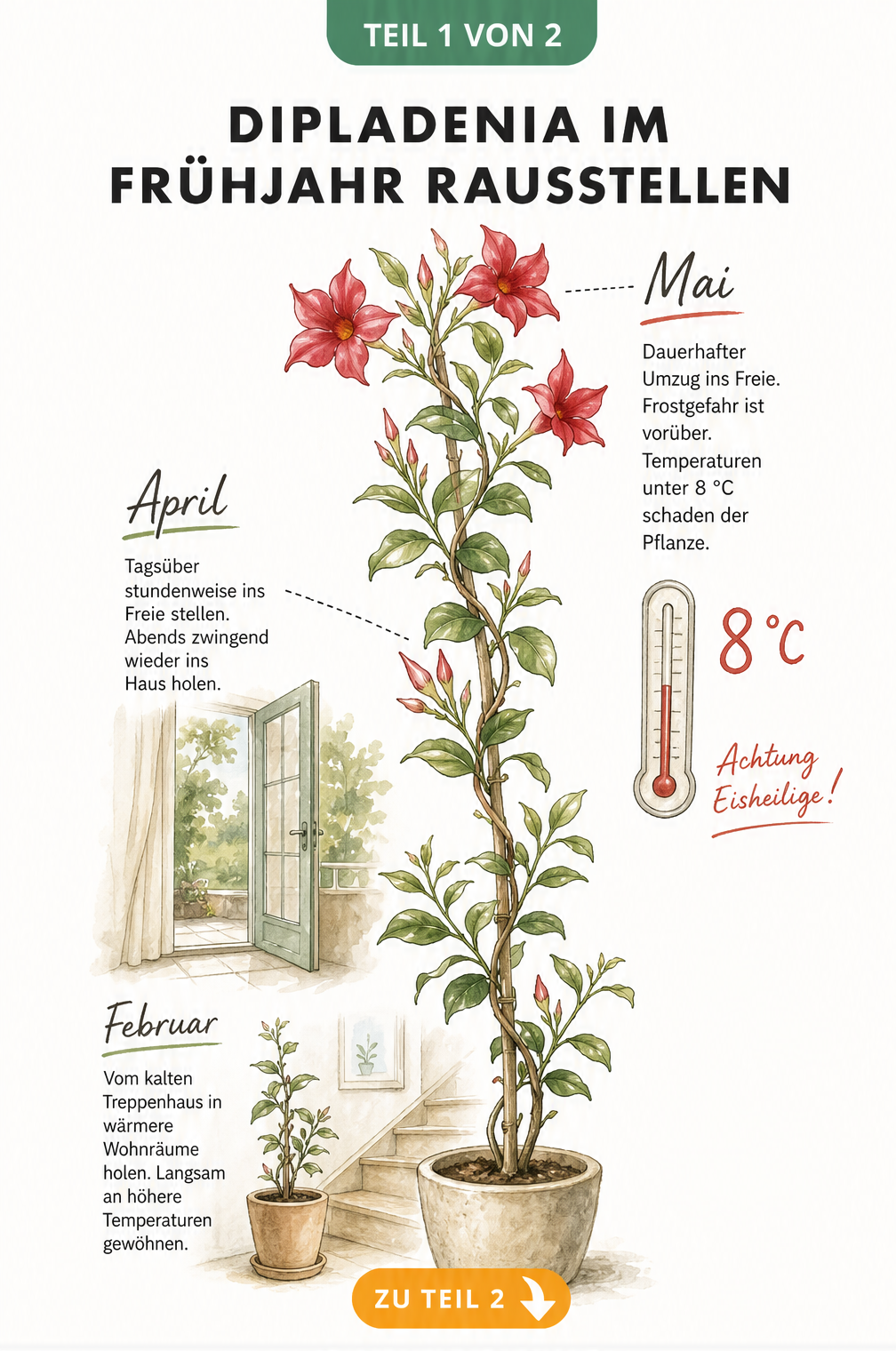 Aquarell-Illustration einer Dipladenia-Ranke, die den Zeitplan vom Februar bis Mai für das Rausstellen der Pflanze zeigt.