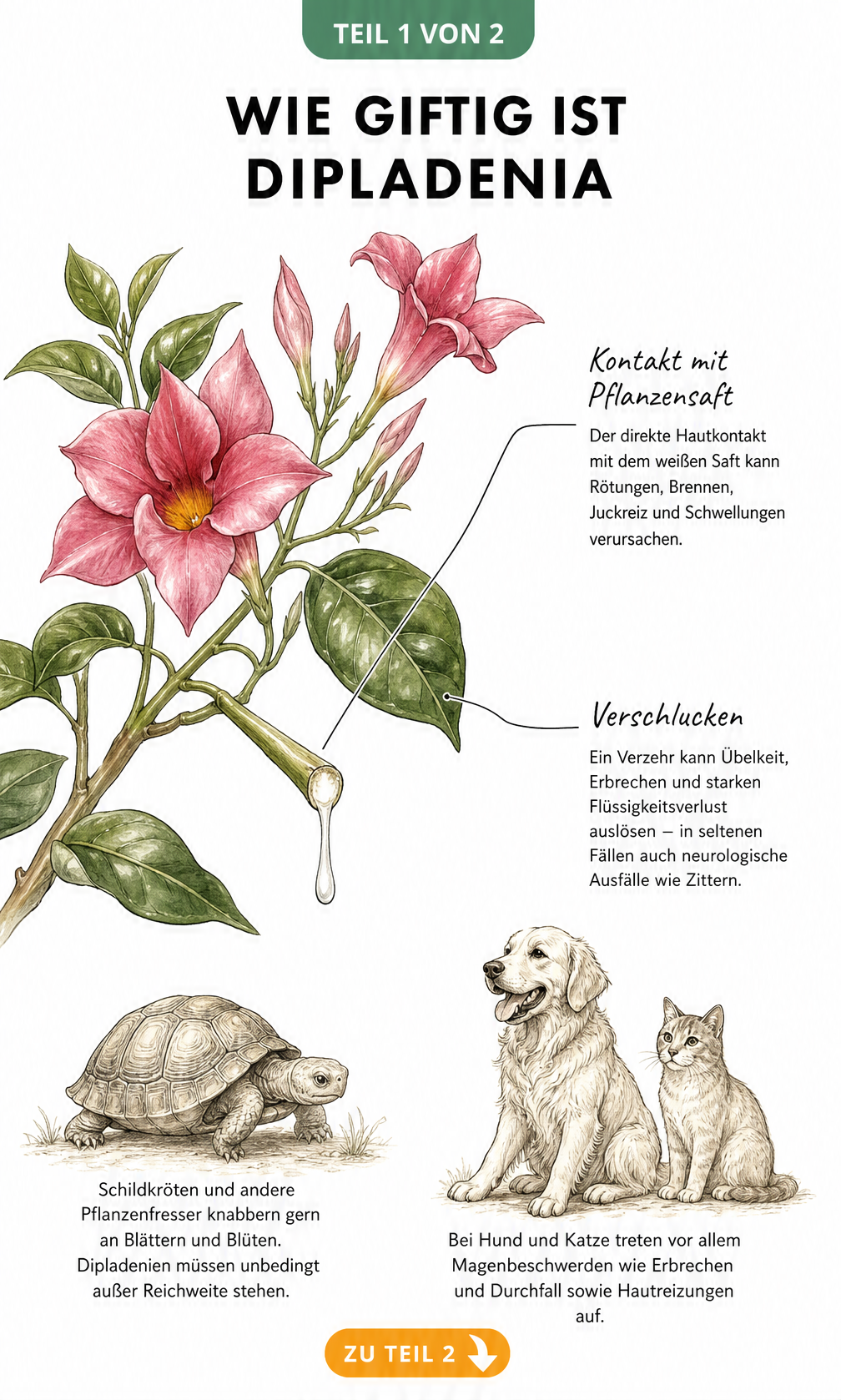 Botanische Illustration einer Dipladenia mit austretendem Pflanzensaft und Hinweisen zu Vergiftungssymptomen bei Mensch und Tier
