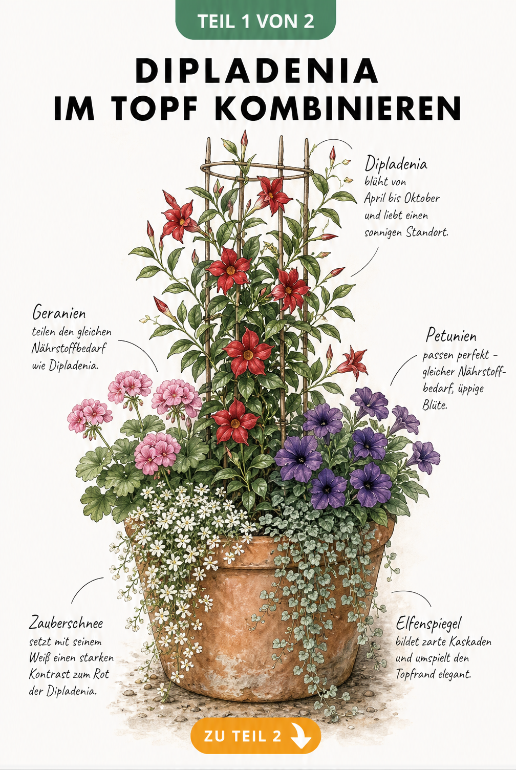Illustration einer gelben Dipladenia im Beet an einem Obelisken, kombiniert mit Clematis, Steppen-Salbei, Seggen und Bodendeckern.