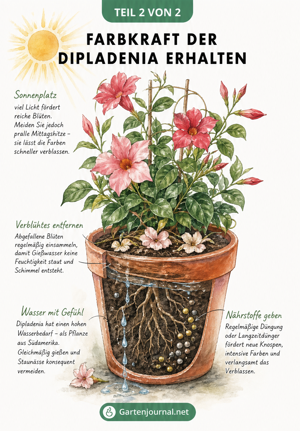 Illustration einer Dipladenia im Kübel mit Pflegetipps zu Standort, Gießen, Düngen und dem Entfernen verblühter Blüten