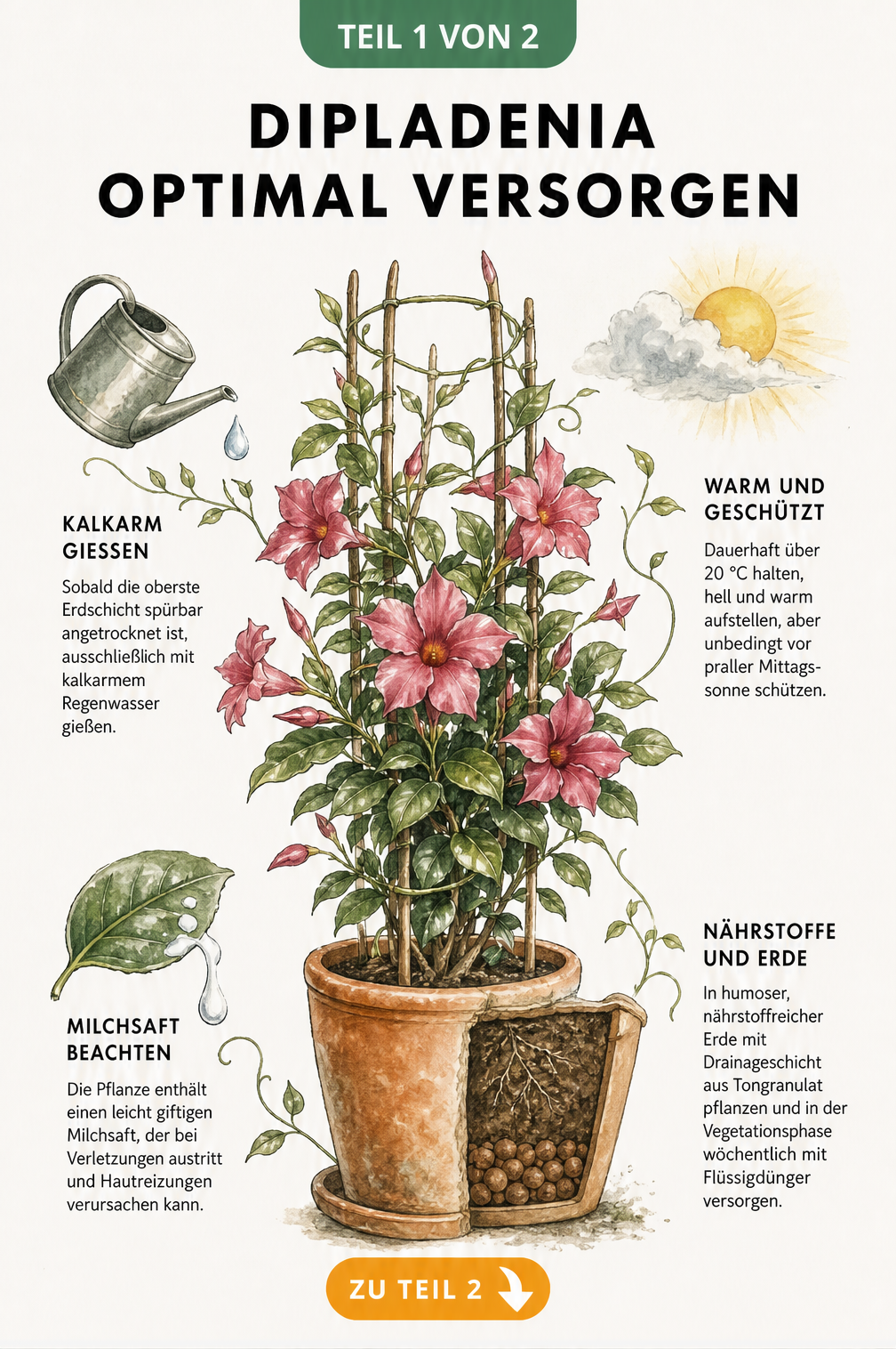 Botanische Illustration einer Dipladenia im Kübel mit Pflegetipps zu Standort, Gießen, Erde und Hinweis auf giftigen Milchsaft