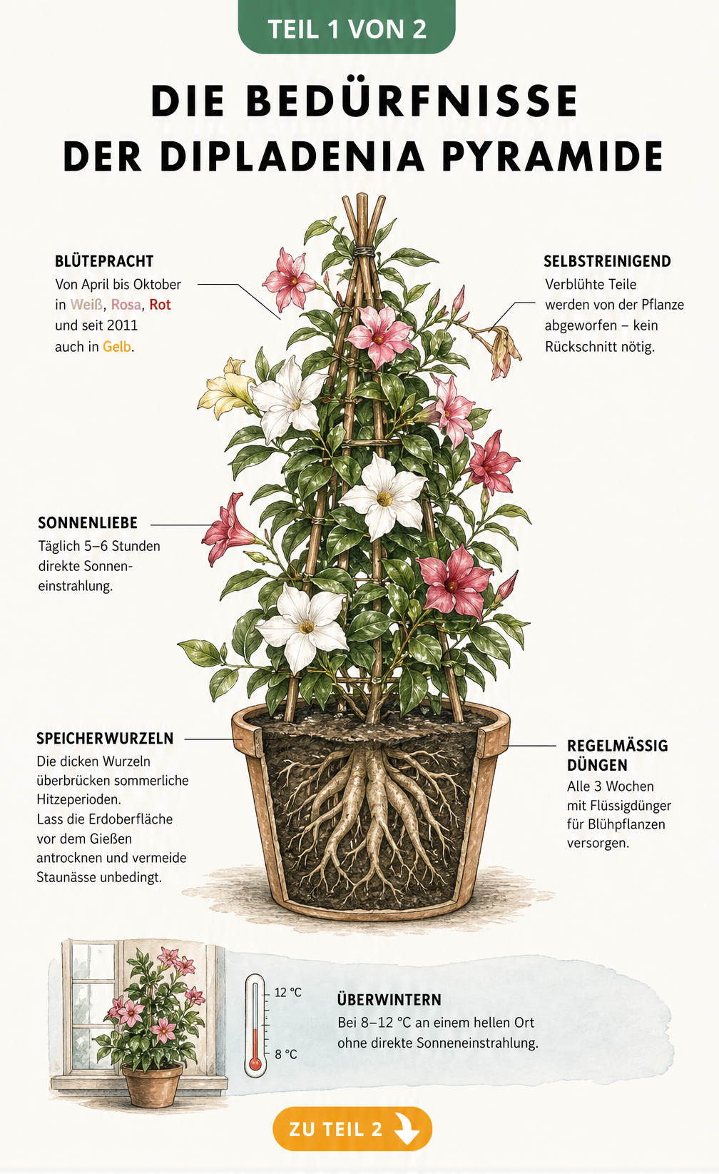 Botanische Illustration einer Dipladenia-Pyramide mit Hinweisen zu Pflege, Lichtbedarf, Gießen und Überwinterung