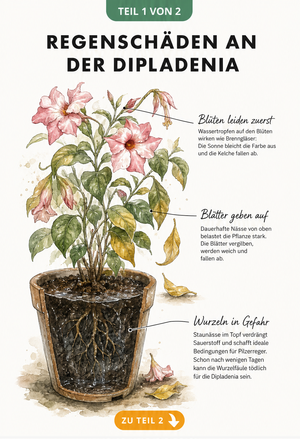 Botanische Illustration einer Dipladenia im Kübel, die Regenschäden wie abfallende Blüten, gelbe Blätter und Wurzelfäule durch Staunässe zeigt.