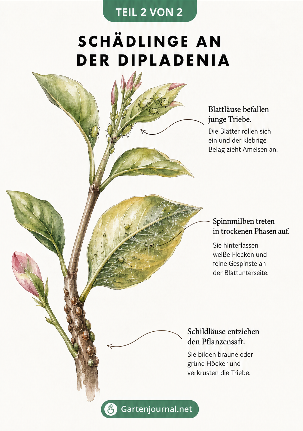 Naturgetreue Zeichnung eines Dipladenia-Zweigs mit Blattläusen, Spinnmilben und Schildläusen
