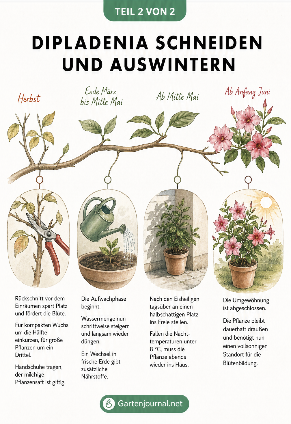 Zeitstrahl an einem Dipladenia-Ast mit Illustrationen zum Rückschnitt im Herbst, Gießen und Düngen im Frühjahr sowie dem Auswintern nach den Eisheiligen