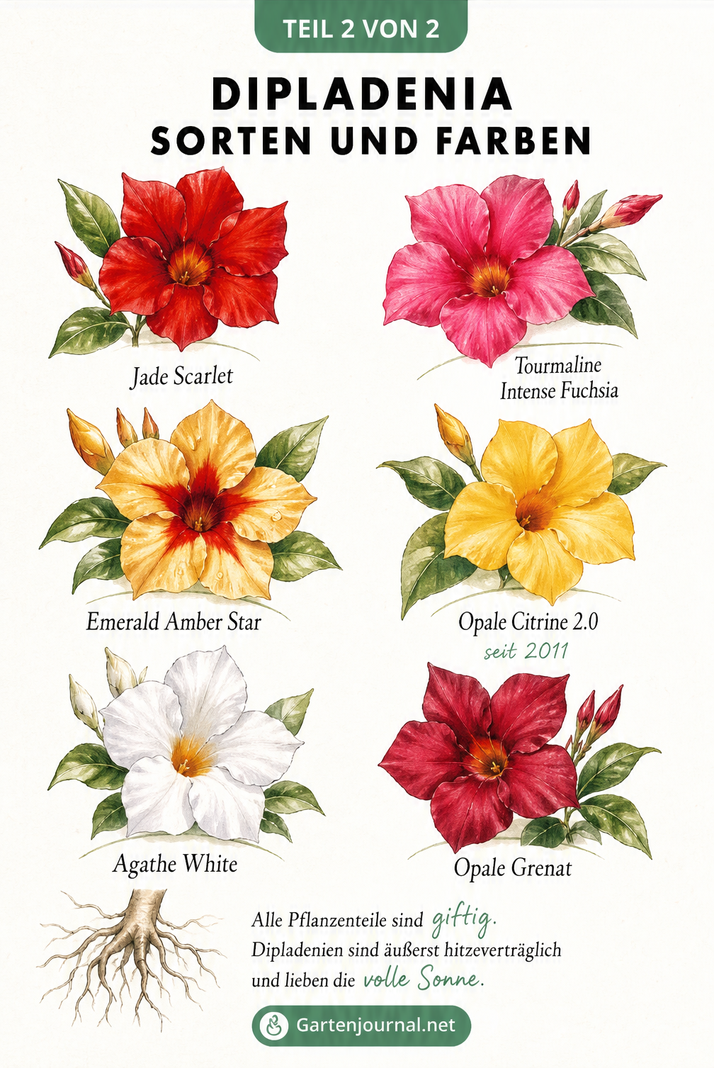 Botanische Aquarelltafel mit sechs verschiedenen Dipladenia-Blüten in Farben wie Rot, Pink, Gelb und Weiß.