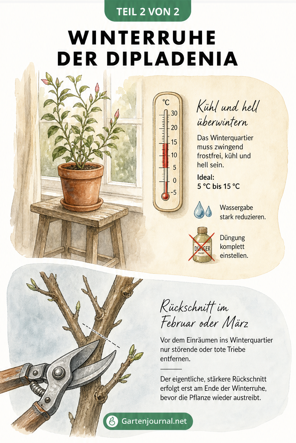 Grafik zur Winterruhe der Dipladenia mit Thermometer und Gartenschere für den Rückschnitt