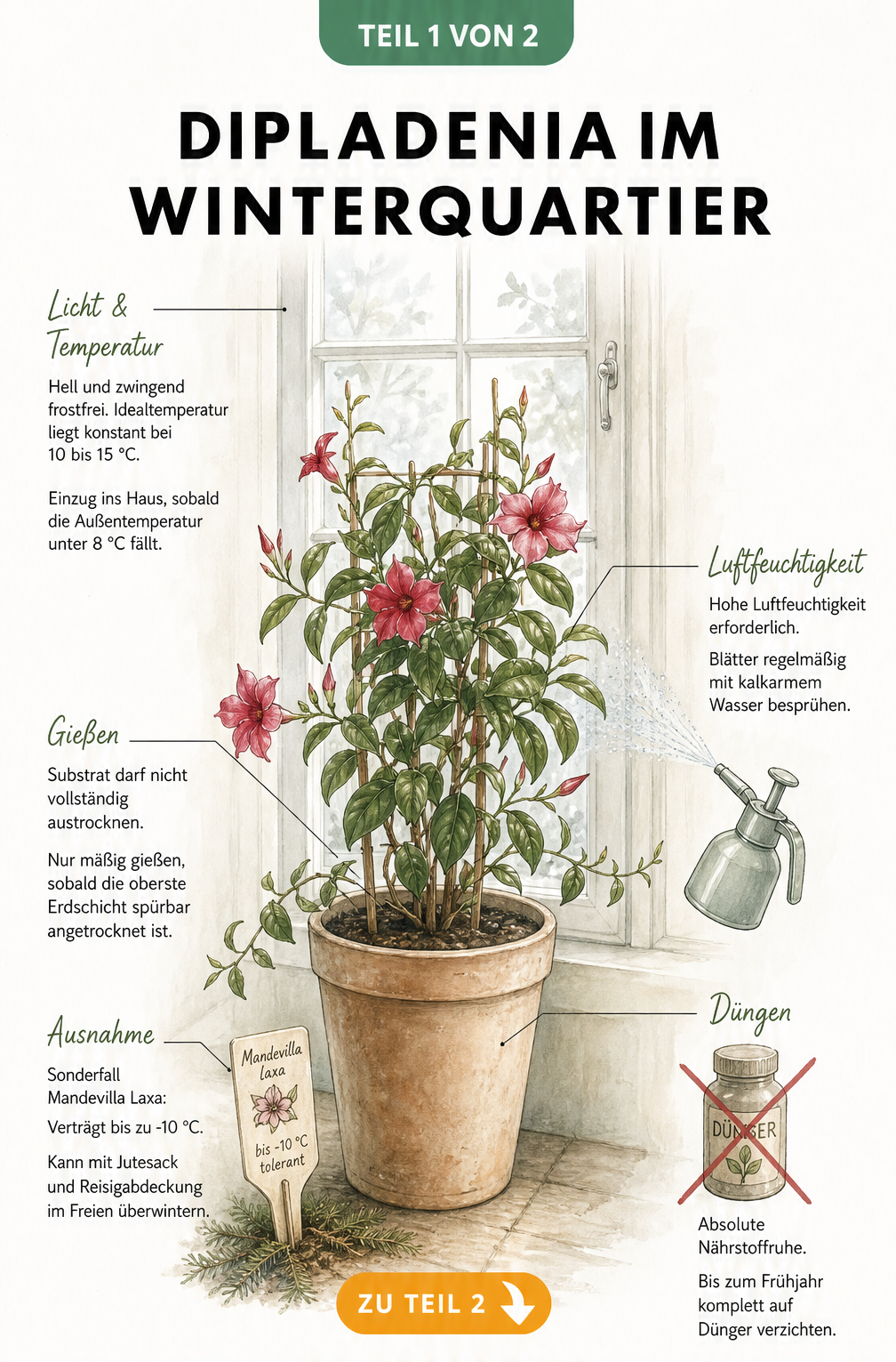 Botanische Illustration einer Dipladenia im Kübel am hellen Sprossenfenster mit Hinweisen zu Temperatur, Licht, Gießen und Luftfeuchtigkeit im Winterquartier