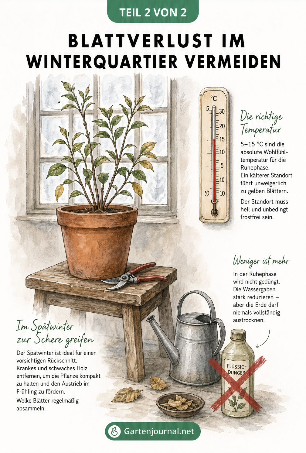 Illustration einer Dipladenia im Winterquartier auf einem Holzhocker vor einem Fenster, mit Thermometer, Gießkanne und Gartenschere