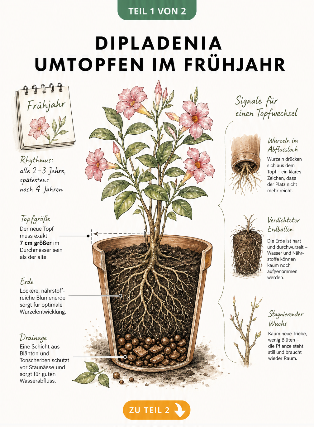 Querschnitt eines Pflanztopfs mit einer Dipladenia, der den idealen Aufbau mit Drainageschicht aus Blähton und lockerer Erde zeigt.