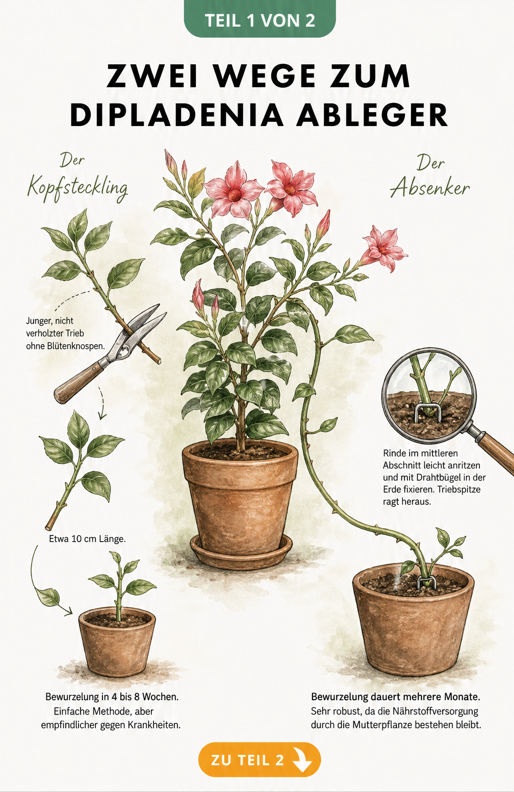 Illustration der zwei Vermehrungsmethoden für Dipladenia: Kopfsteckling und Absenker an einer blühenden Mutterpflanze