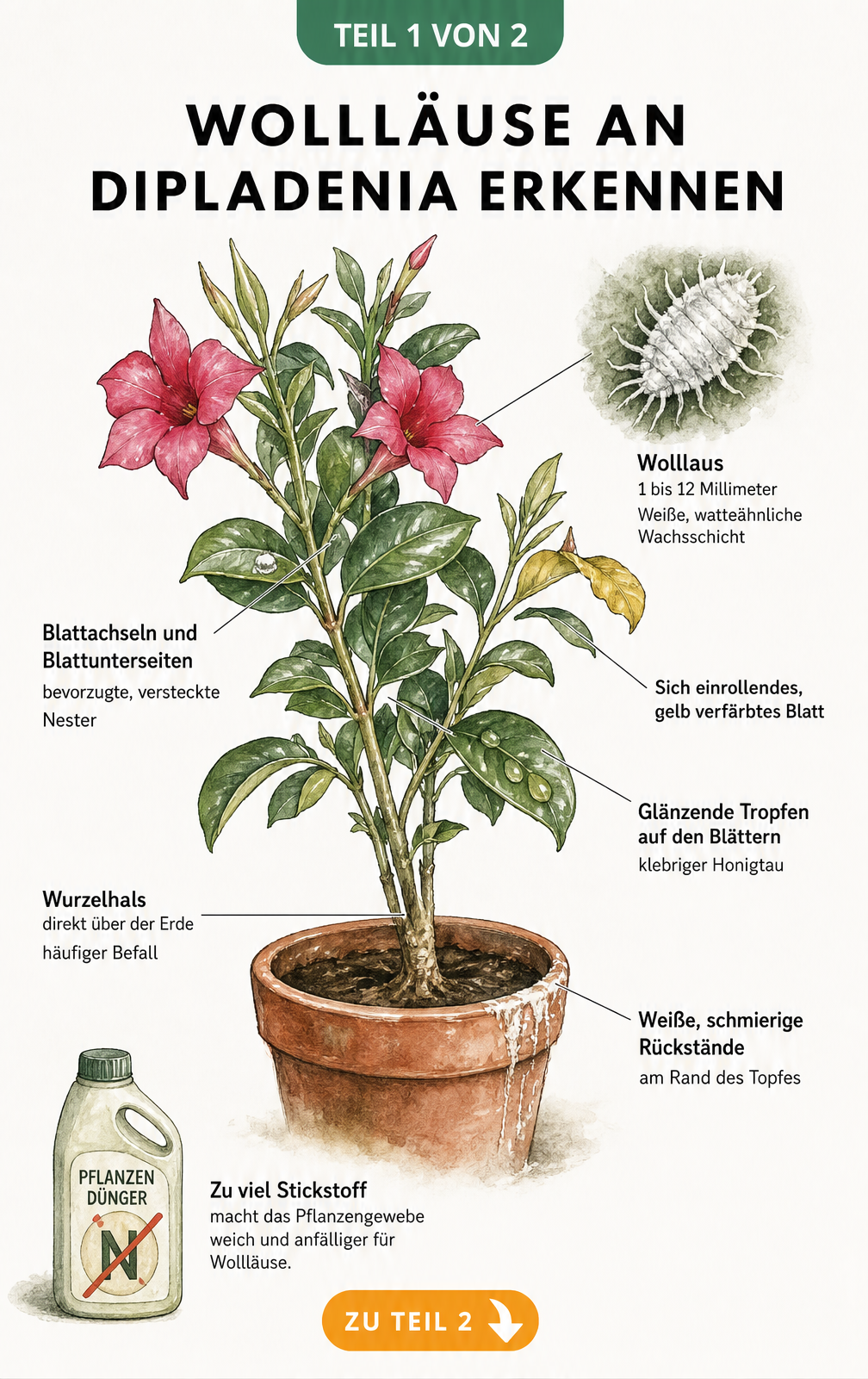 Illustration einer Dipladenia mit Hinweisen auf Wolllausbefall an Blattachseln, Wurzelhals und Blättern