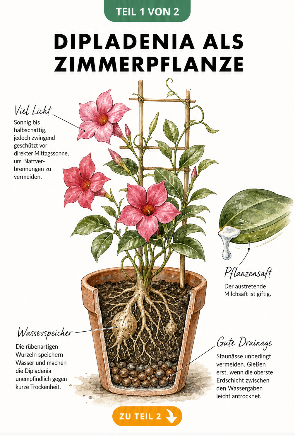 Illustration einer blühenden Dipladenia im Terrakotta-Topf mit Schnittbild der Wurzeln und Drainageschicht