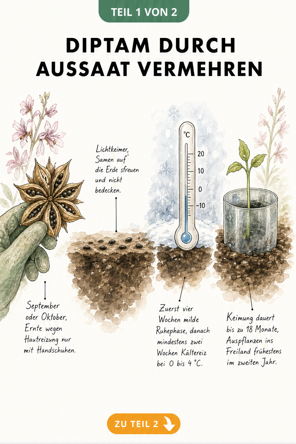 Botanische Zeitachse zur Vermehrung von Diptam durch Aussaat mit Samen, Erde und Sämling