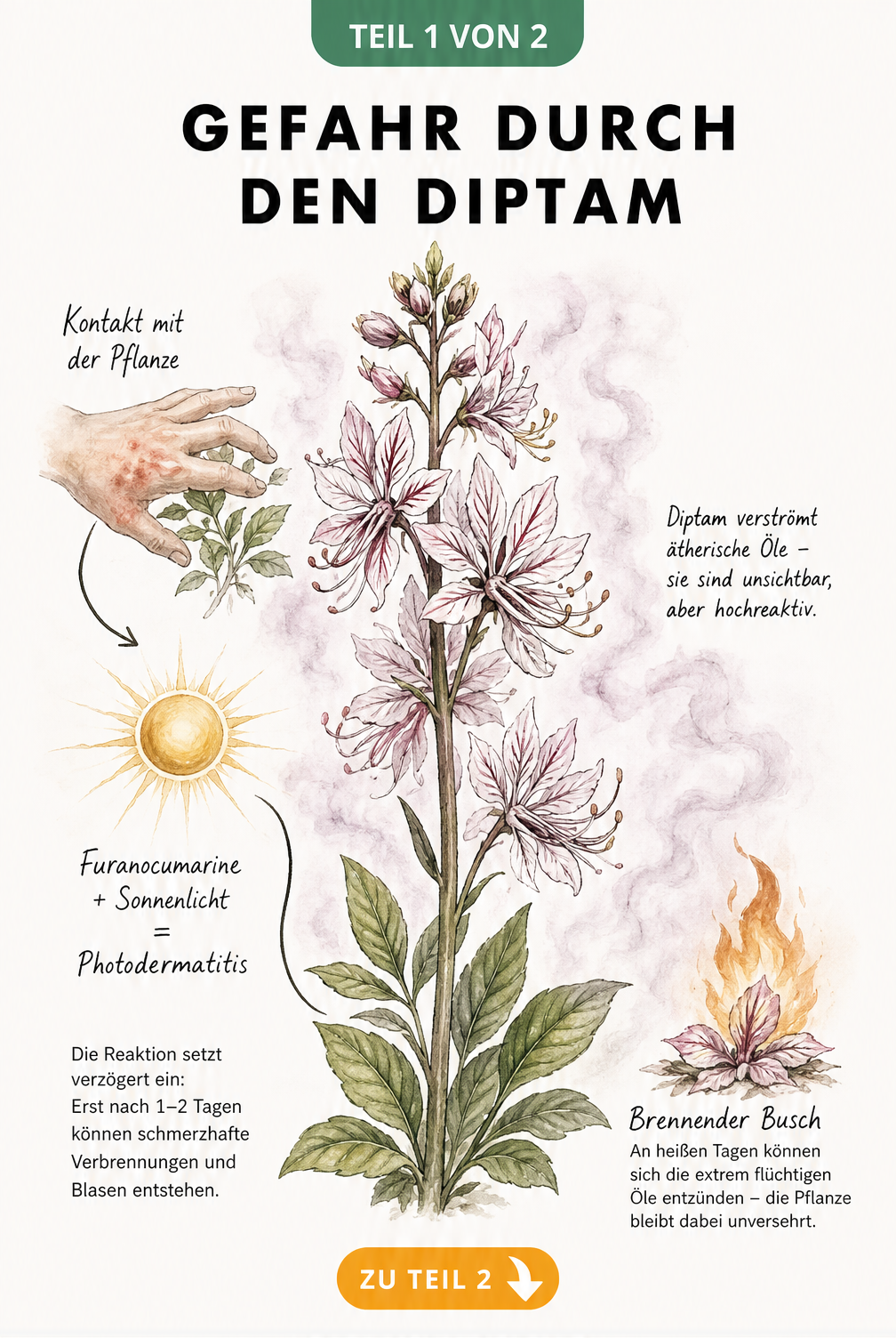Botanische Illustration des Diptams mit Warnung vor Photodermatitis durch Furanocumarine und Sonnenlicht