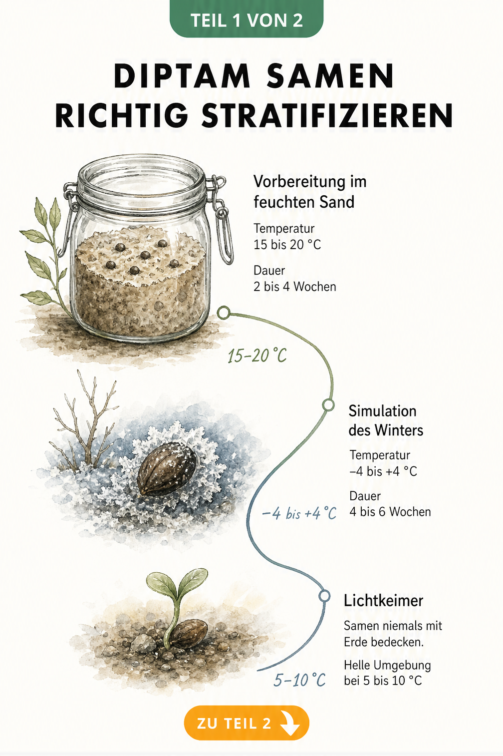 Botanische Illustration der Diptam-Samen-Stratifizierung in drei Phasen: Vorbereitung im Sand, Wintersimulation und Lichtkeimung.