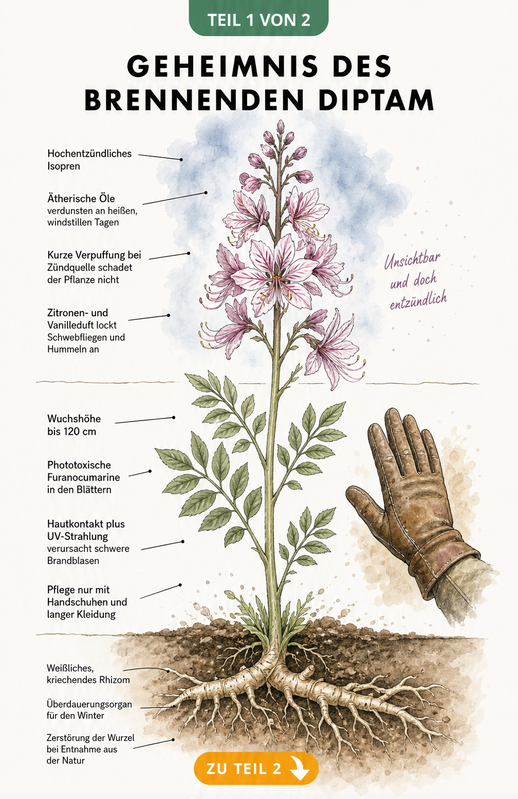 Botanische Illustration der Diptam-Staude mit Details zu Blüten, Blättern, giftigen Eigenschaften und dem kriechenden Rhizom
