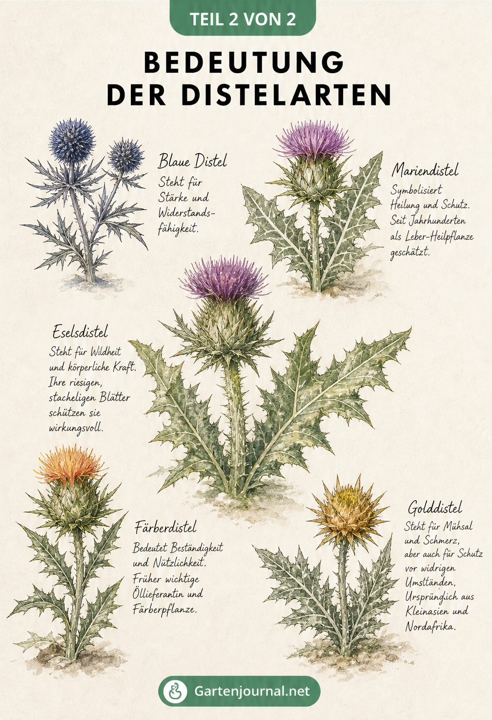 Aquarell-Illustrationen von fünf Distelarten wie Blaue Distel, Mariendistel und Eselsdistel mit Erklärungen zu ihrer Bedeutung