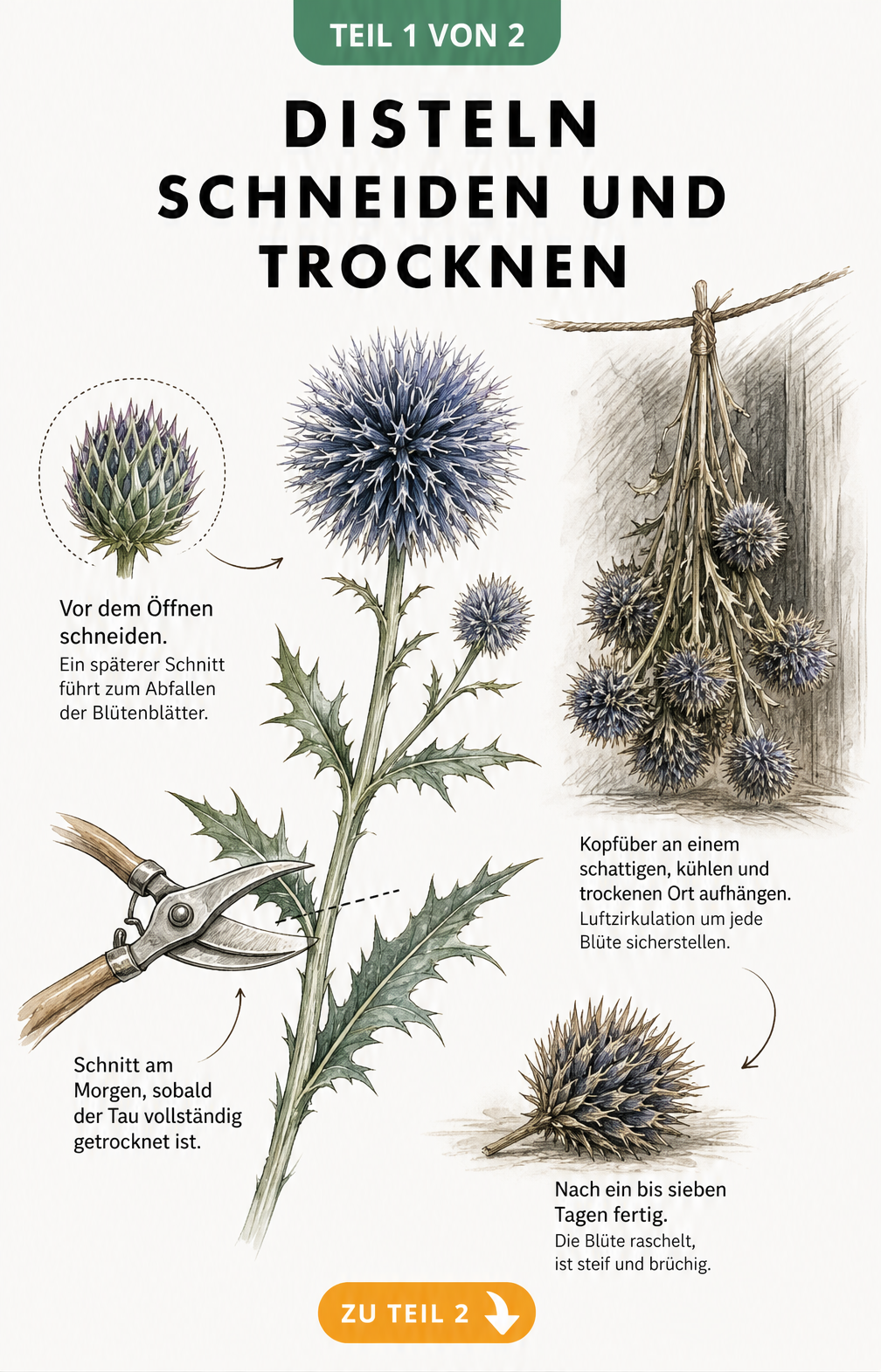 Illustration einer Kugeldistel mit Gartenschere und getrocknetem Distelstrauß