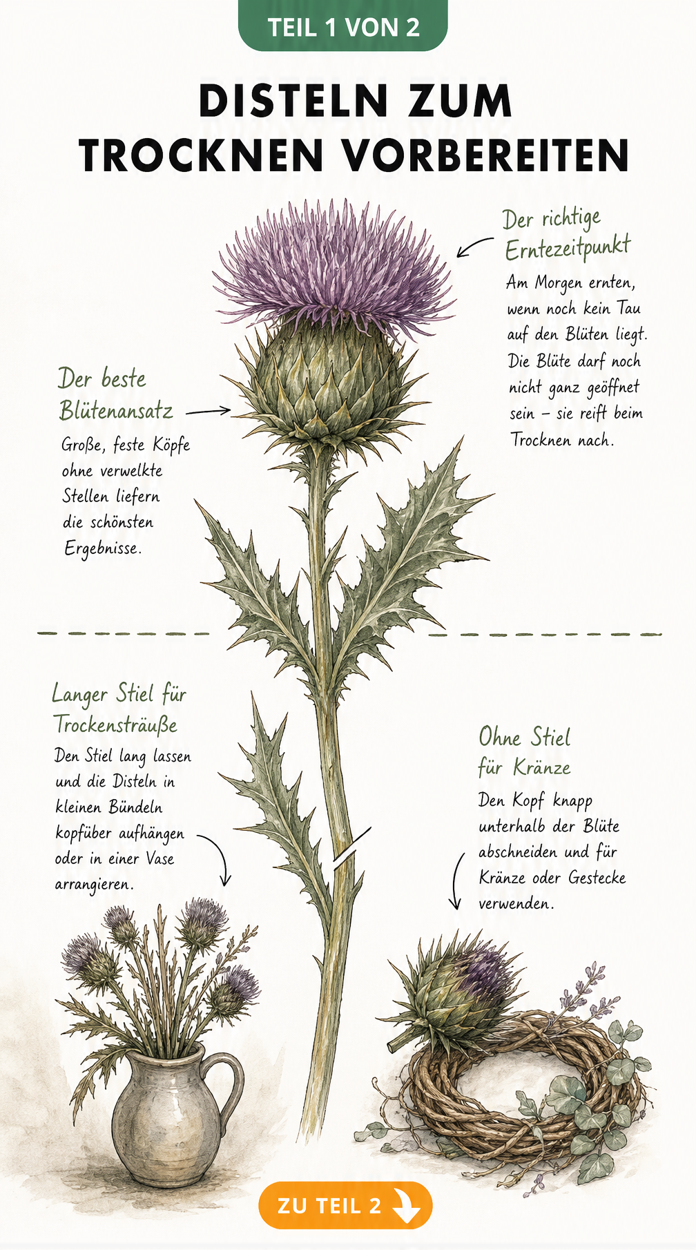 Botanische Zeichnung einer Distel mit Hinweisen zum idealen Erntezeitpunkt und zur Blütengröße für das Trocknen